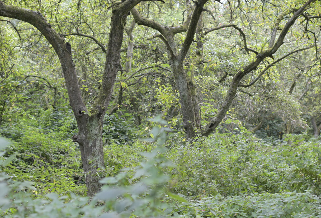 Weiden, Erlen und Totoholz prägen die Altenwerder Wildnis  © Klimaschutzinitiative Vollhöfner Wald<br>