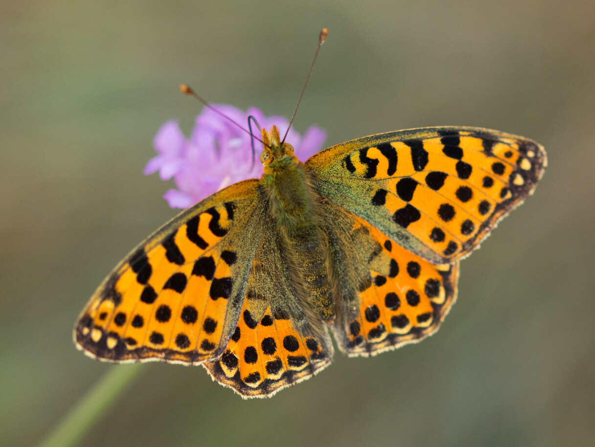 Kleiner Perlmuttfalter © Hermann Timmann