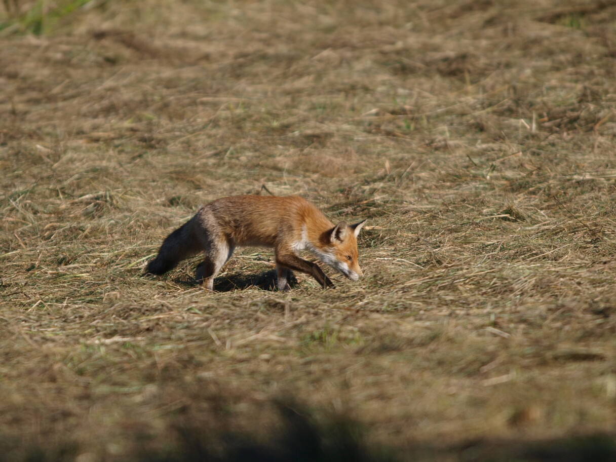 Rotfuchs © Loki Schmidt Stiftung