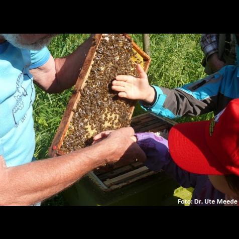 31302_bienen-reit_foto-dr.-ute-meede_06.jpg