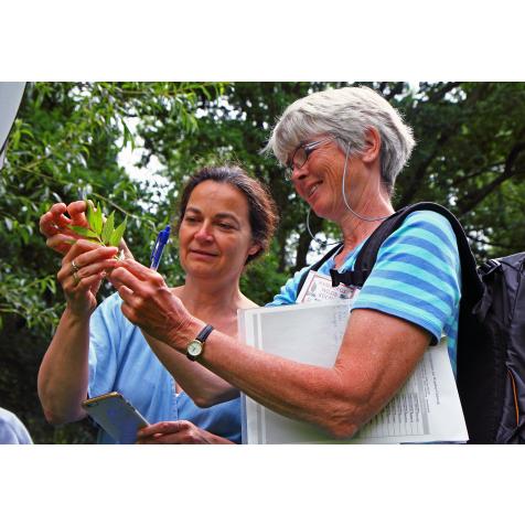 Wildkräuter-Führung