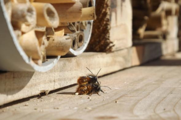 Symbolbild Wer checkt ein im Insektenhotel?