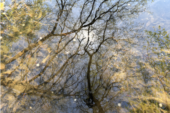 Symbolbild Die verborgene Welt im Teich