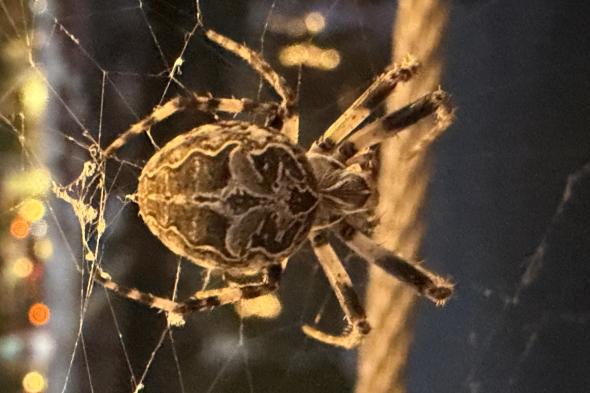 Symbolbild Brückenspinne in der Speicherstadt