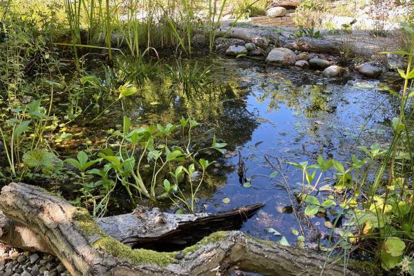 Symbolbild Wasser im Garten – Jeder Tropfen zählt