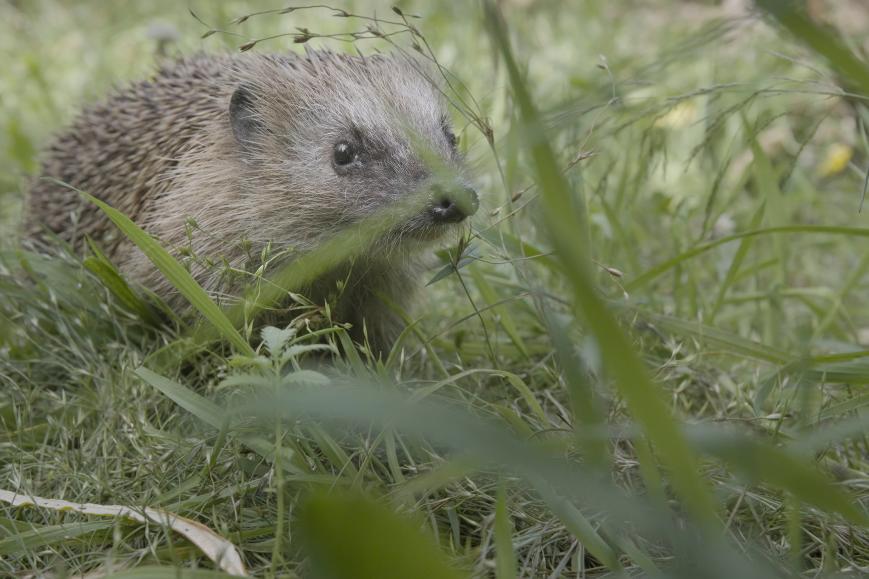 Symbolbild zur Veranstaltung