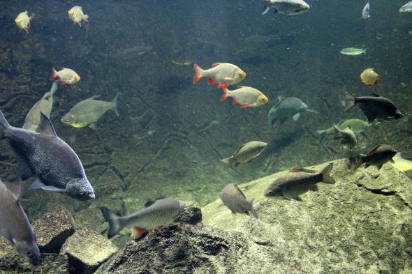Symbolbild Familienaktion: Komm, lass’ uns die Fische füttern