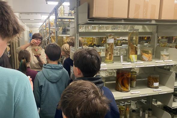 Symbolbild Die Fischsammlung des LIB Hamburg