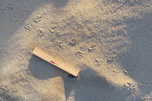 Symbolbild Wasser auf der Düne? Leben unter extremen Bedingungen.
