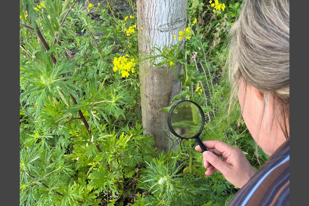 StadtNatur in der HafenCity