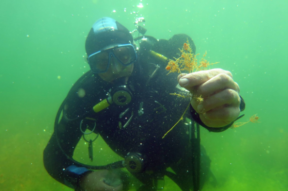 Symbolbild Spezialkurs: Tauchen für den Naturschutz im Schweriner See