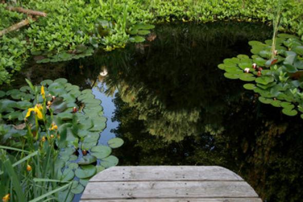 Symbolbild Integriertes Regenwassermanagement im Garten