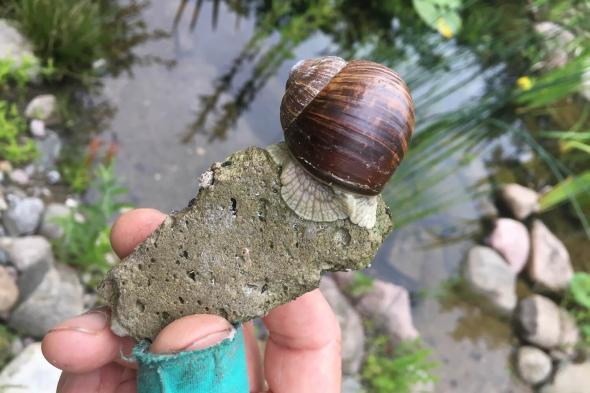 Symbolbild Preisgekrönte Vielfalt — Naturgarten als lebende Skulptur