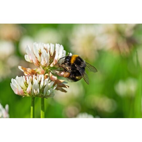 In Hamburg leben etwa 250 verschiedene Wildbienenarten