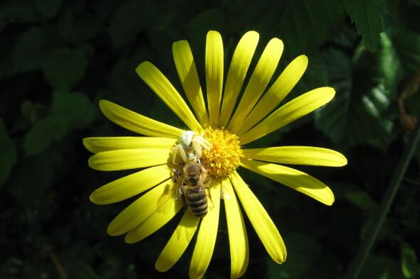 Symbolbild Die Natur im Garten – vom Fressen und gefressen werden 