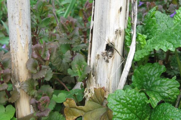 Symbolbild Im Garten der wilden Tiere 