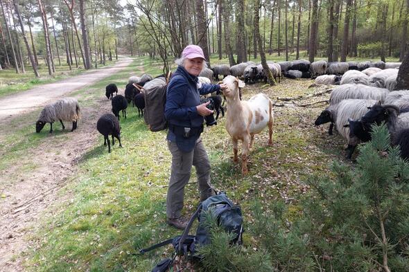 Symbolbild Zu den Heidschnucken der Lüneburger Heide