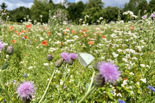 Symbolbild Was blüht und flattert auf der Wildblumenwiese?