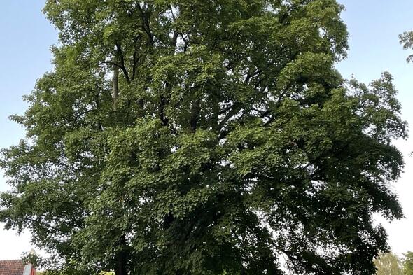 Symbolbild Spaziergang zu Lüneburgs interessantesten Bäumen