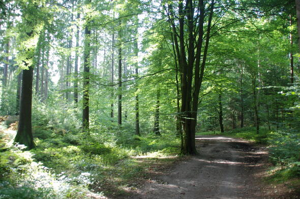 Symbolbild Waldentwicklung in Zeiten des Klimawandels