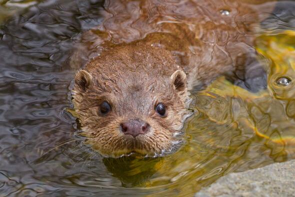 Symbolbild Otter, Dachs & Co. auf der Spur