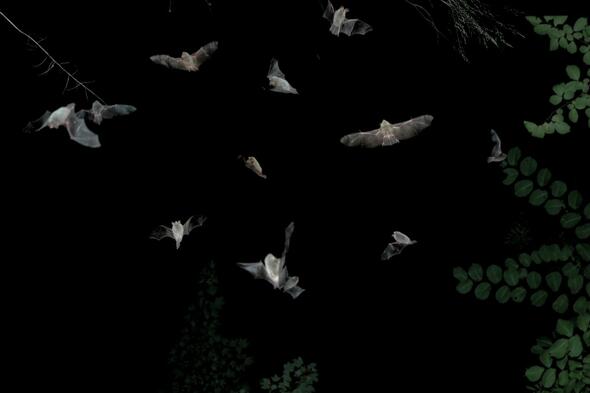 Symbolbild Fledermaus-Nachtexpedition mit Ultraschall-Detektor