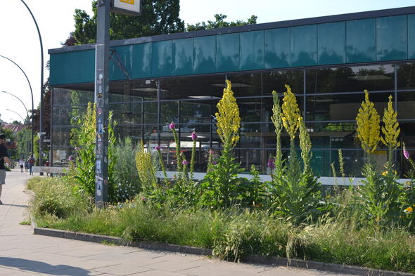 Symbolbild Der Wolf im Blumenbeet - mitten in Eimsbüttel