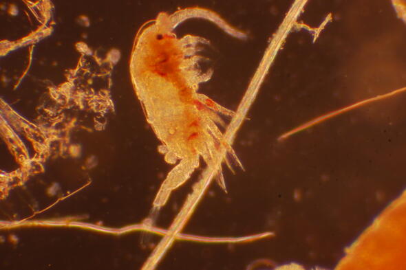 Symbolbild Wildes Plankton untersuchen