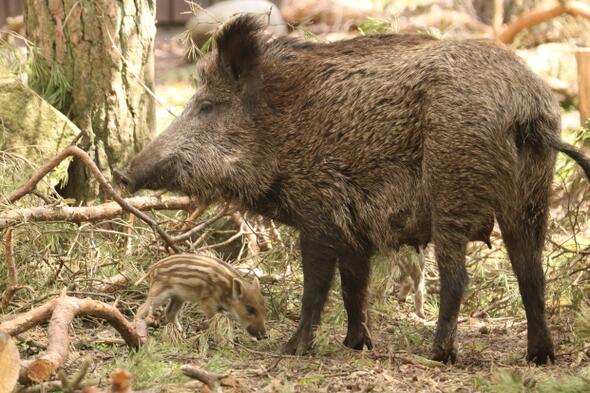 Symbolbild Abends im Wildgehege
