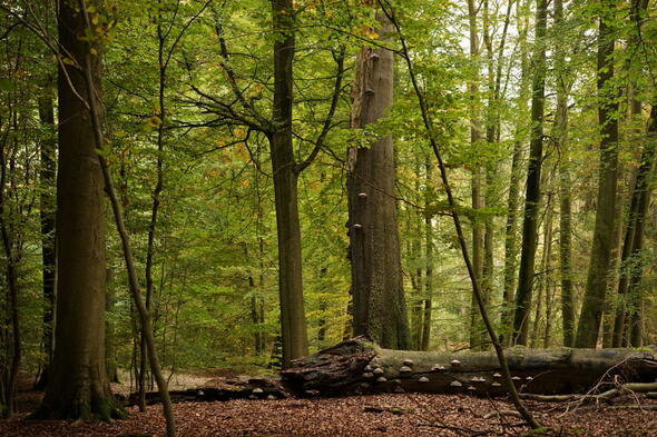 Symbolbild Der Andere Wald