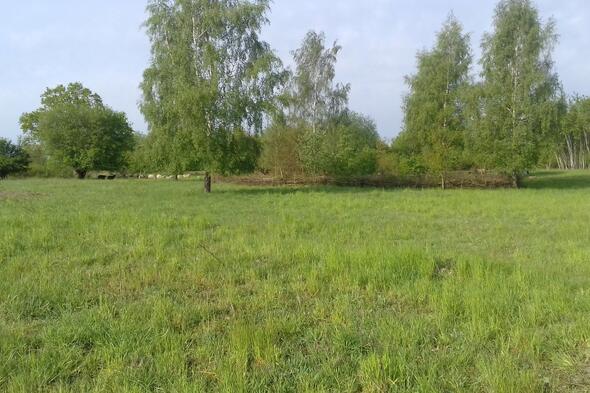 Symbolbild Inseln im Grünland zwischen Lankow und Neumühle