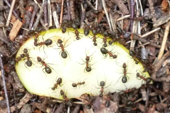 Symbolbild Faszinierende Ameisen in der Fischbeker Heide