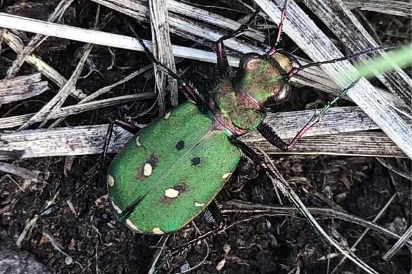 Symbolbild Können nur wilde Tiere jagen?