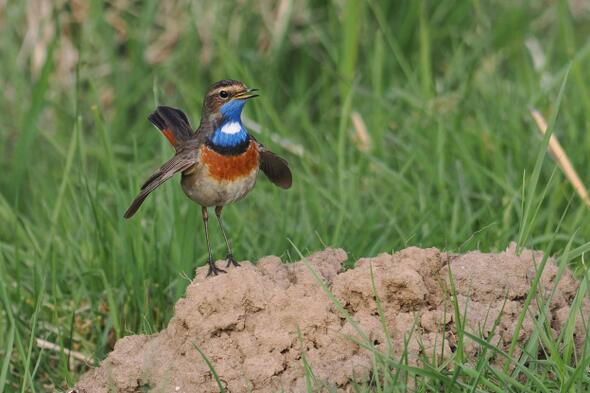 Symbolbild Vogelkundliche Radtour in die Marsch  