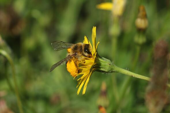 Symbolbild Wildbienen auf den Grünflächen am Behördenzentrum 