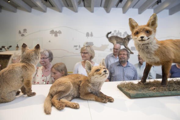 Symbolbild Wilde Tiere im Museum Lüneburg