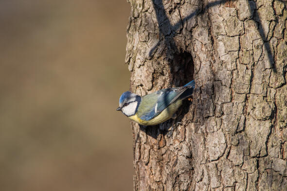 Symbolbild  Vögel aus nächster Nähe