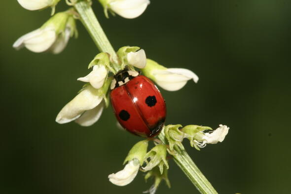 Symbolbild Klein aber oho -  Käfer, Hummel, Schmetterling und Co.