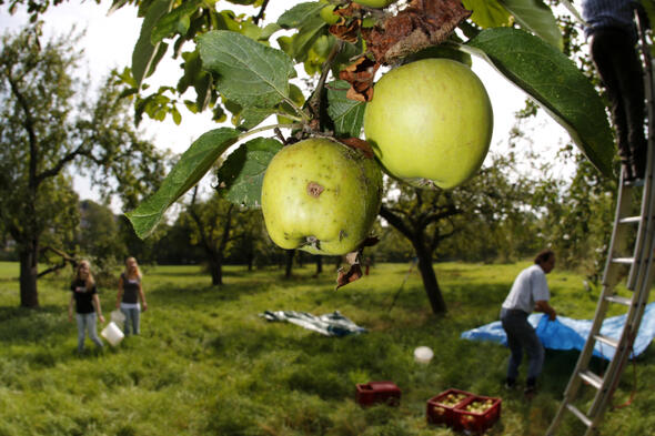 Symbolbild Arbeitseinsatz auf der Streuobstwiese Langenhorn