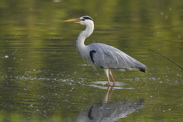 Symbolbild NABU-Vogeltour Schwerin