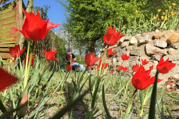 Symbolbild Wildblumenwiese Hagenbeckstraße