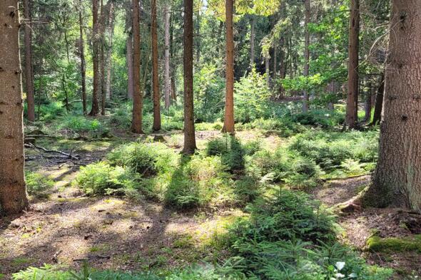 Symbolbild Waldbaden - Achtsamkeit im Wald