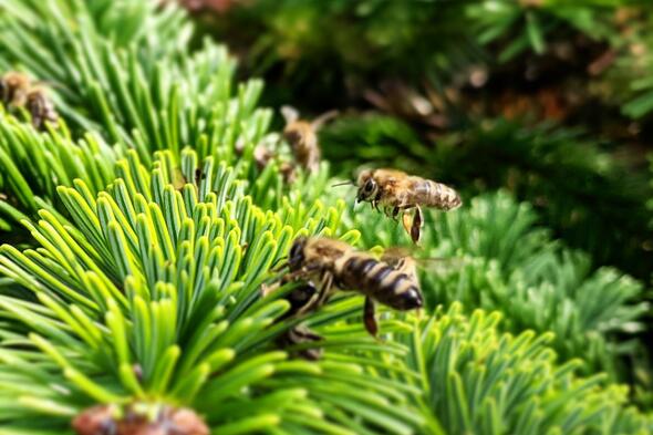 Symbolbild Ein Waldtier: Das spannende Leben der Bienen