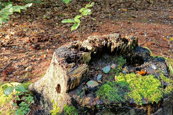 Symbolbild Lebendiges Totholz - ein besonderer Lebensraum