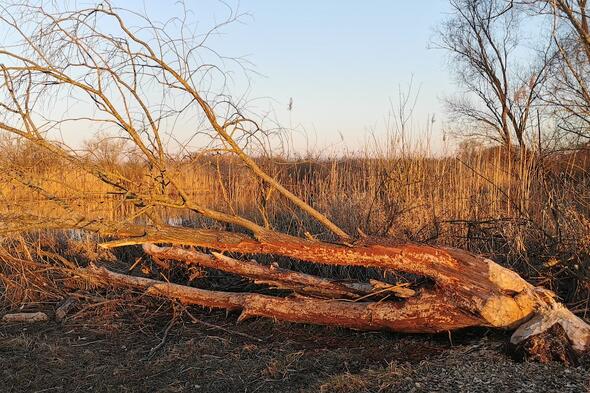 Symbolbild Von Bibern, Wölfen und wilden Tieren