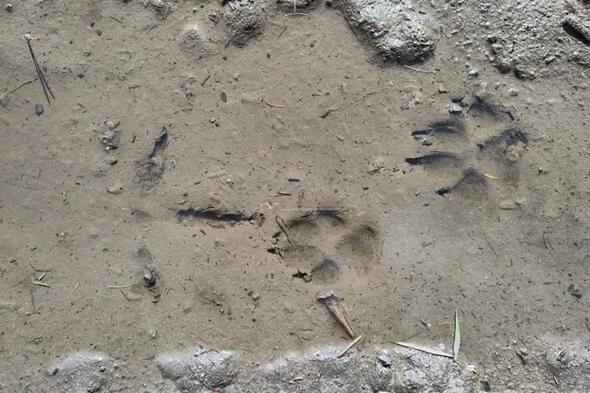 Symbolbild Kleine Wolfstour