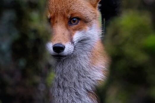 Symbolbild Findet den Fischbeker Fuchs!