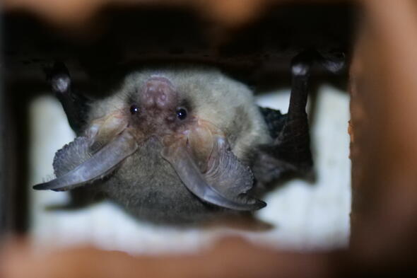 Symbolbild Entdecke Fledermaus, Eidechse und co. 
