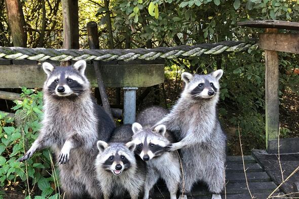 Symbolbild Besuch des Wildtier- und Artenschutzzentrums
