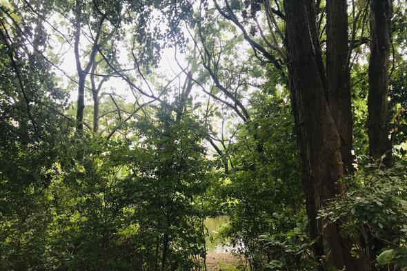 Symbolbild Festival für den Wald! Solidarität mit der Natur